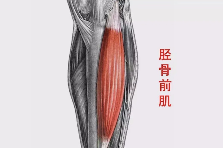 胫骨前肌位置图片 解剖图 | 百度健康·医学科普