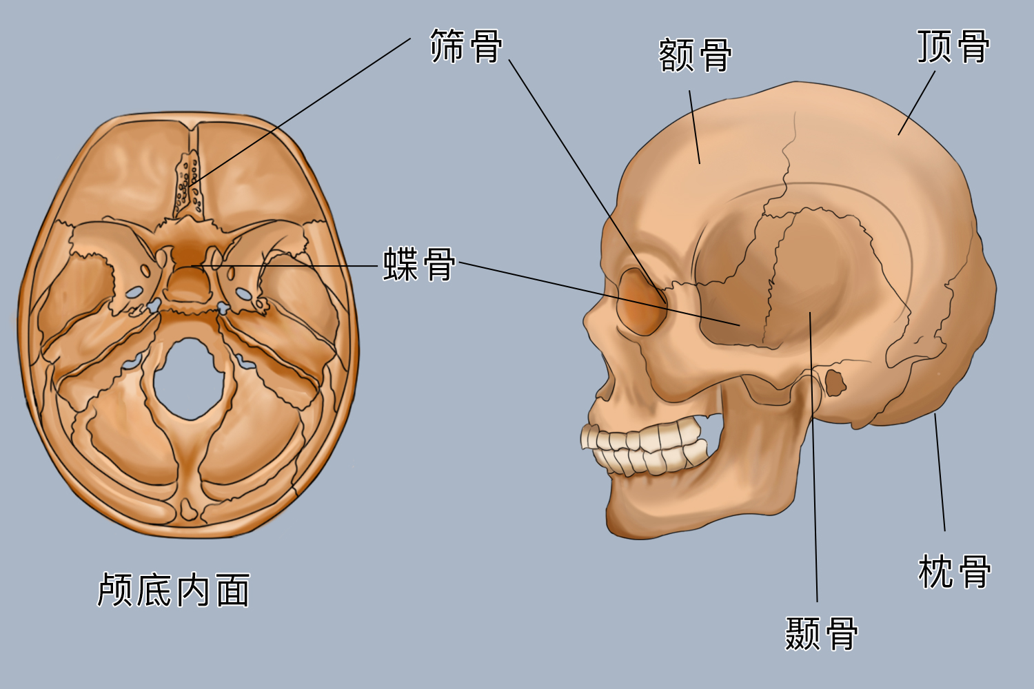 颅骶在哪里 | 百度健康·医学科普