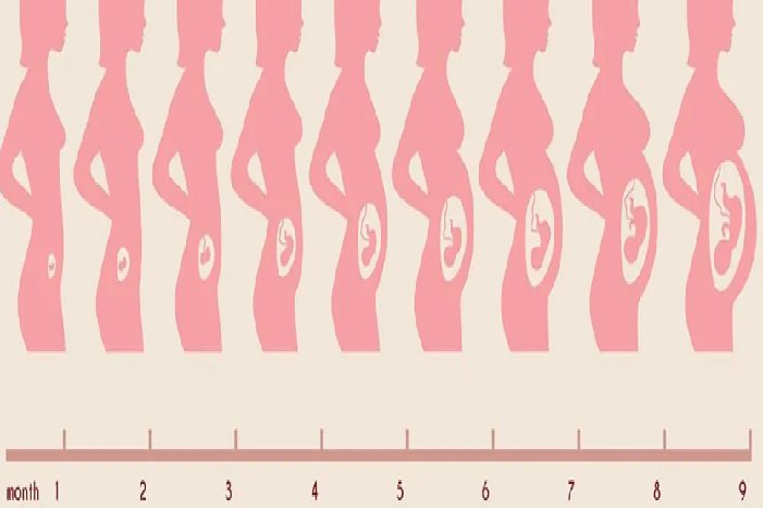怀孕1一9月子宫变化图 | 百度健康·医学科普