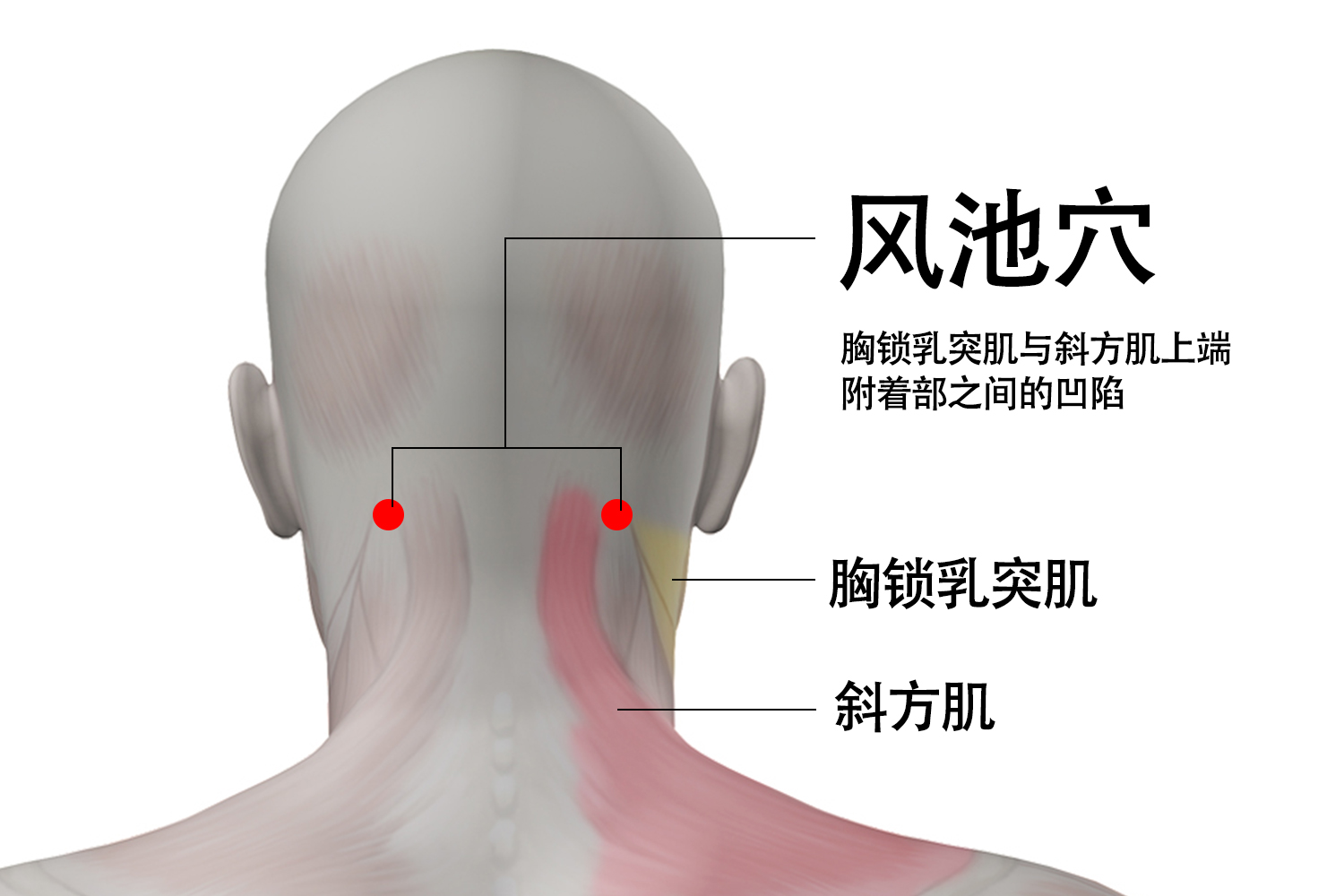 风池穴准确位置图