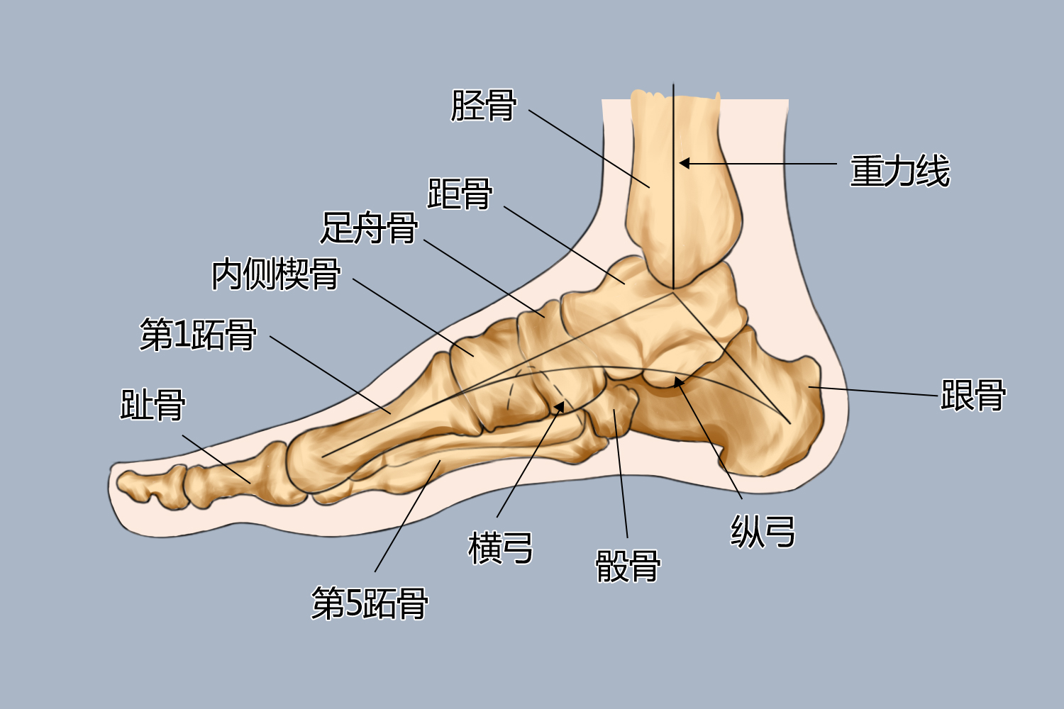 脚掌部位示意图