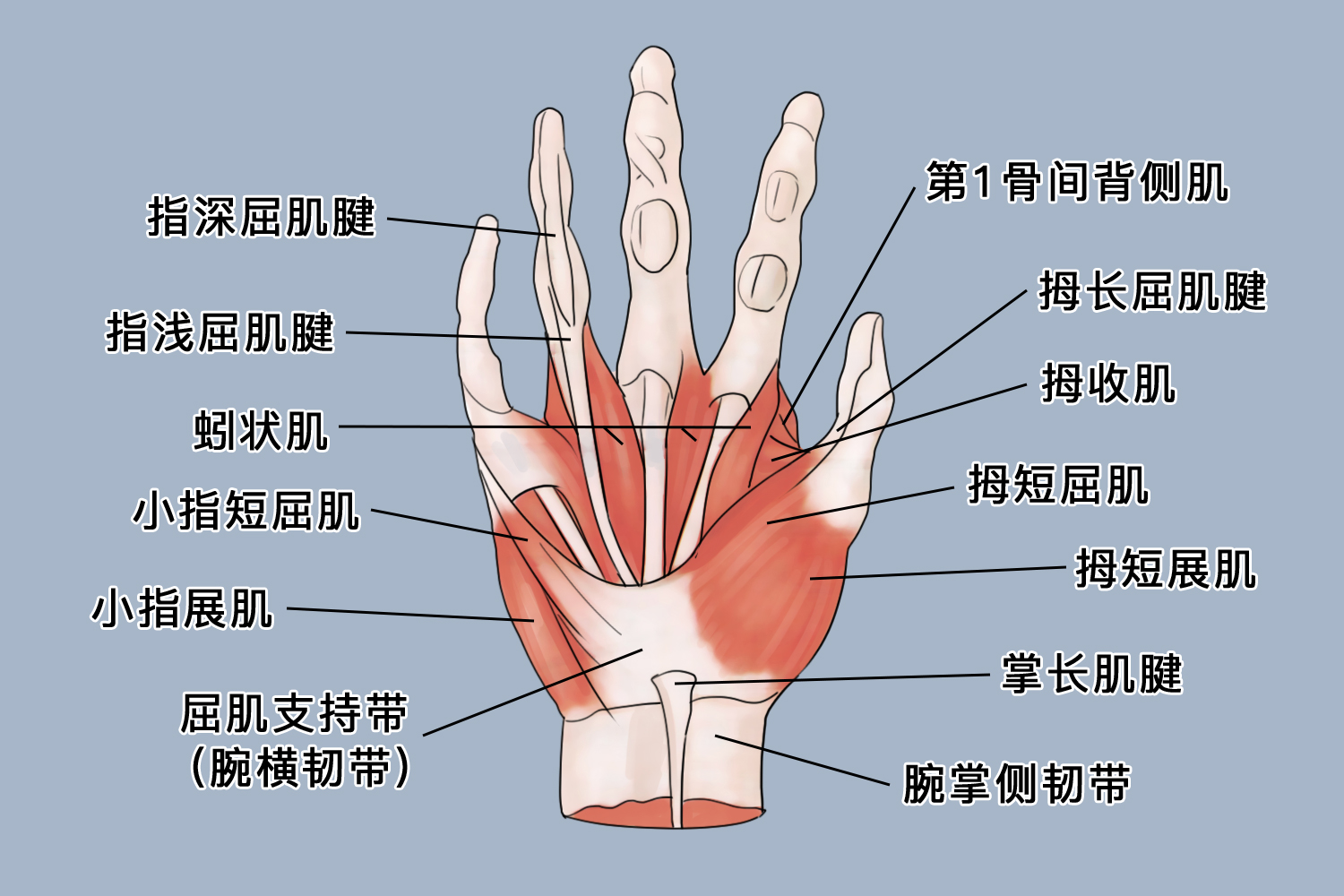 掌指关节、指间关节图