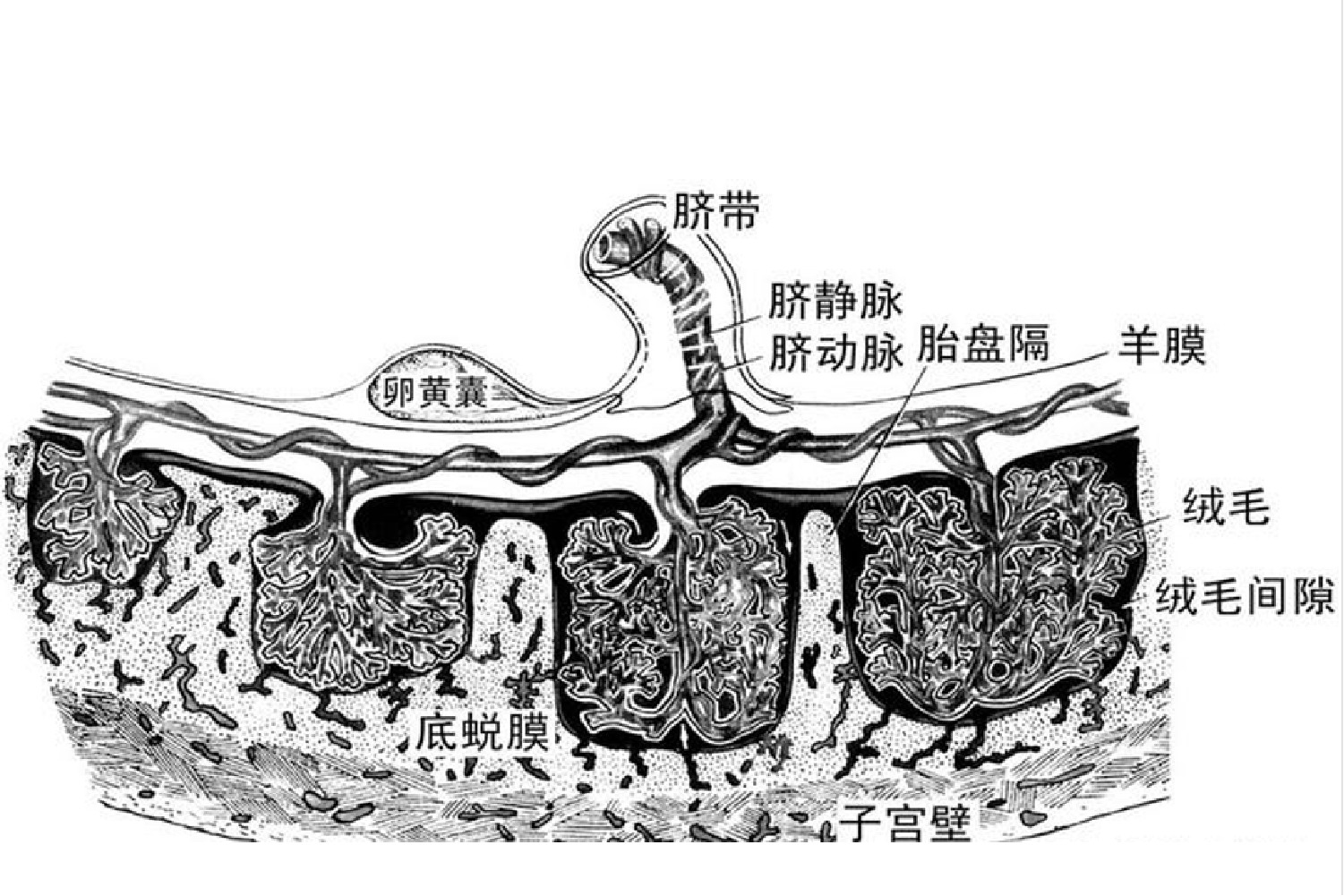 胎盘的结构图解剖图 | 百度健康·医学科普