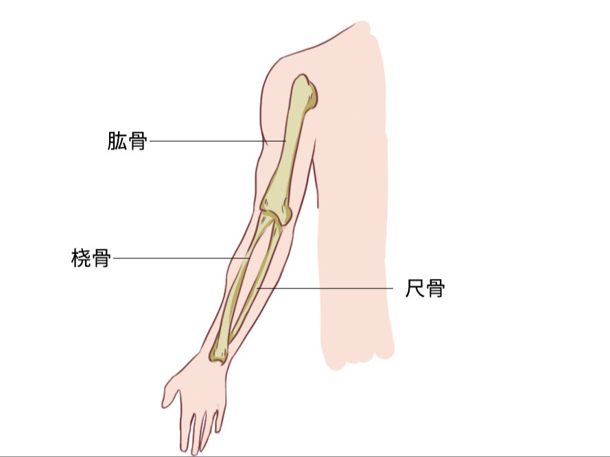 手臂骨骼图