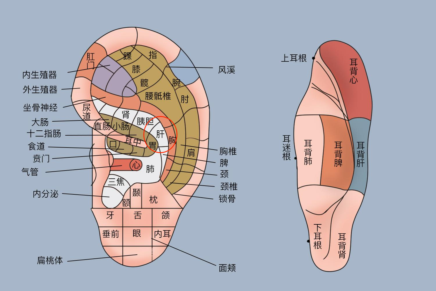 耳部肝反射区图