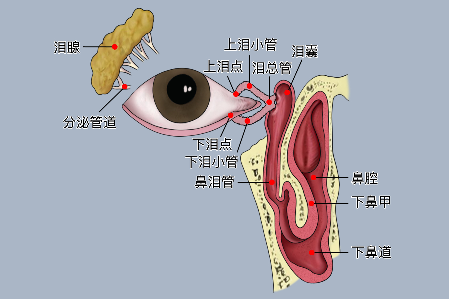 鼻泪管的开口在哪 | 百度健康·医学科普