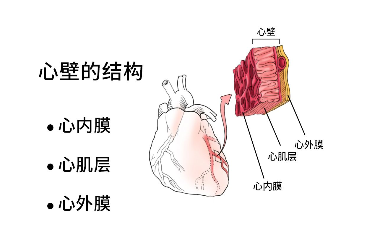 心壁的结构图