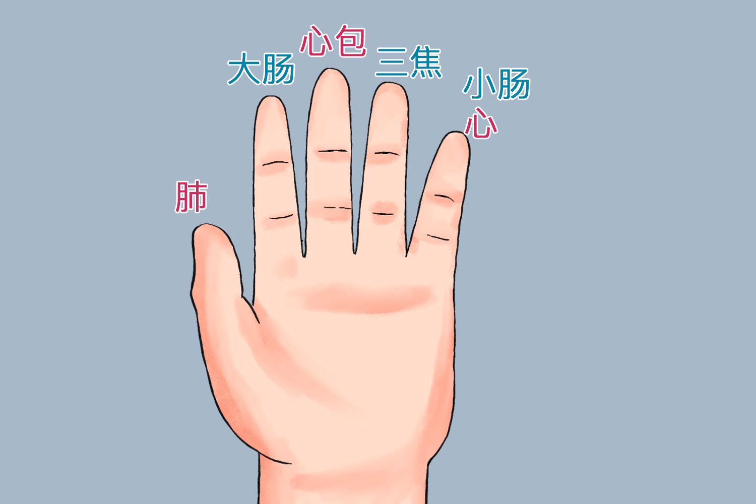 手指代表五脏六腑示意图