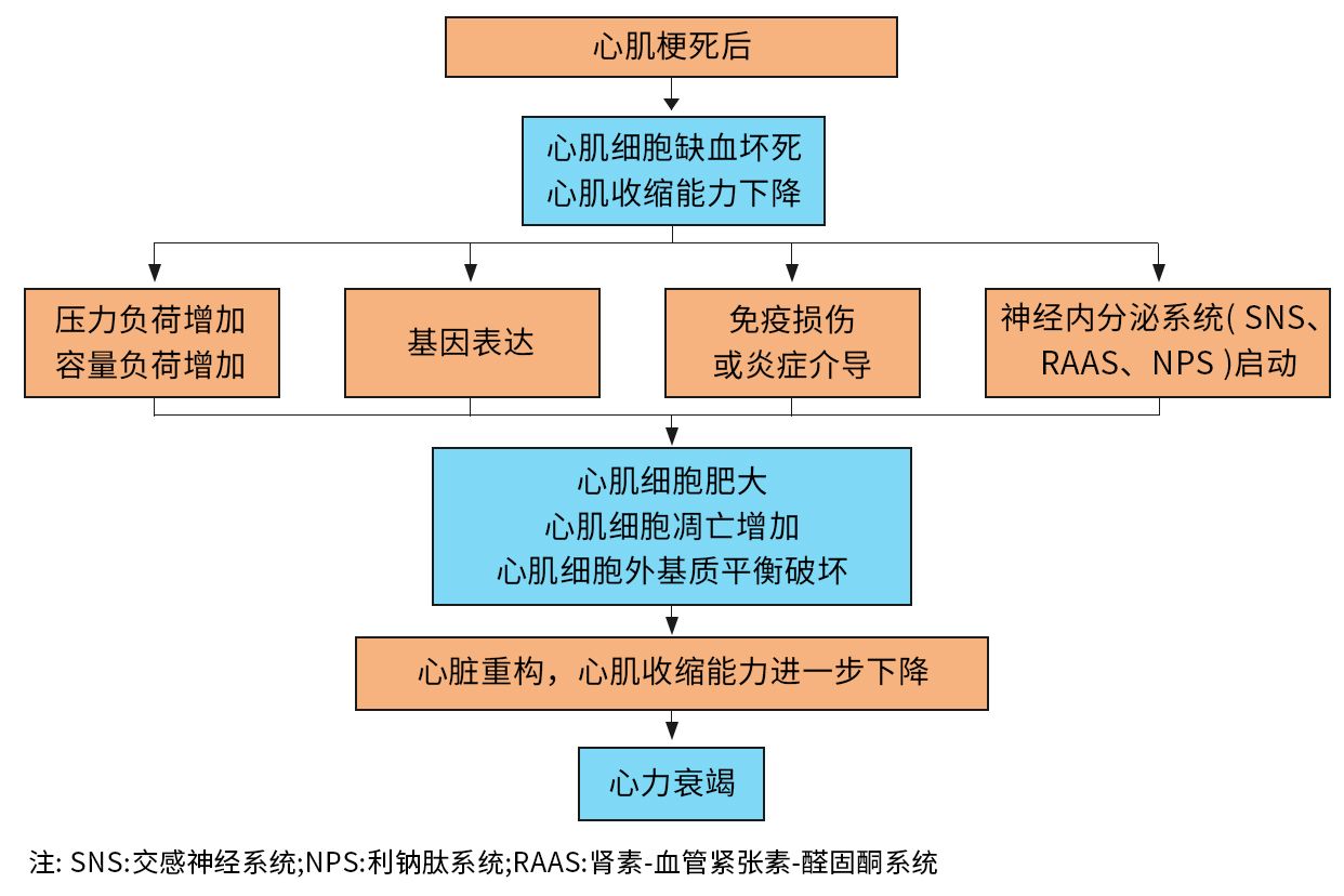 心力衰竭发病机制示意图 | 百度健康·医学科普