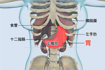 胃在什么位置图片