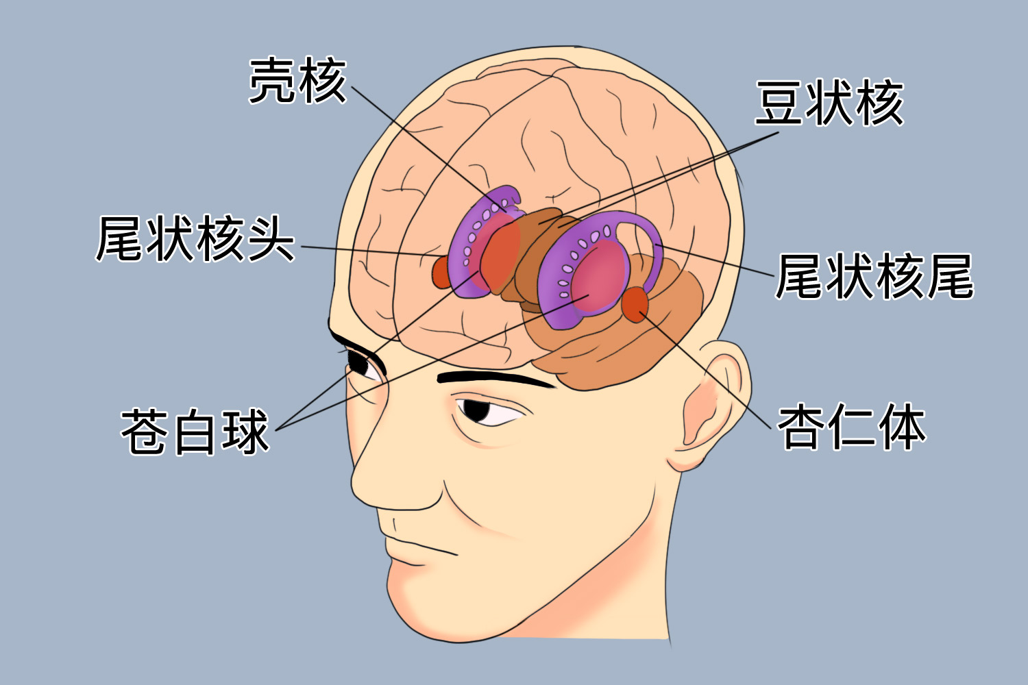 纹状体解剖图