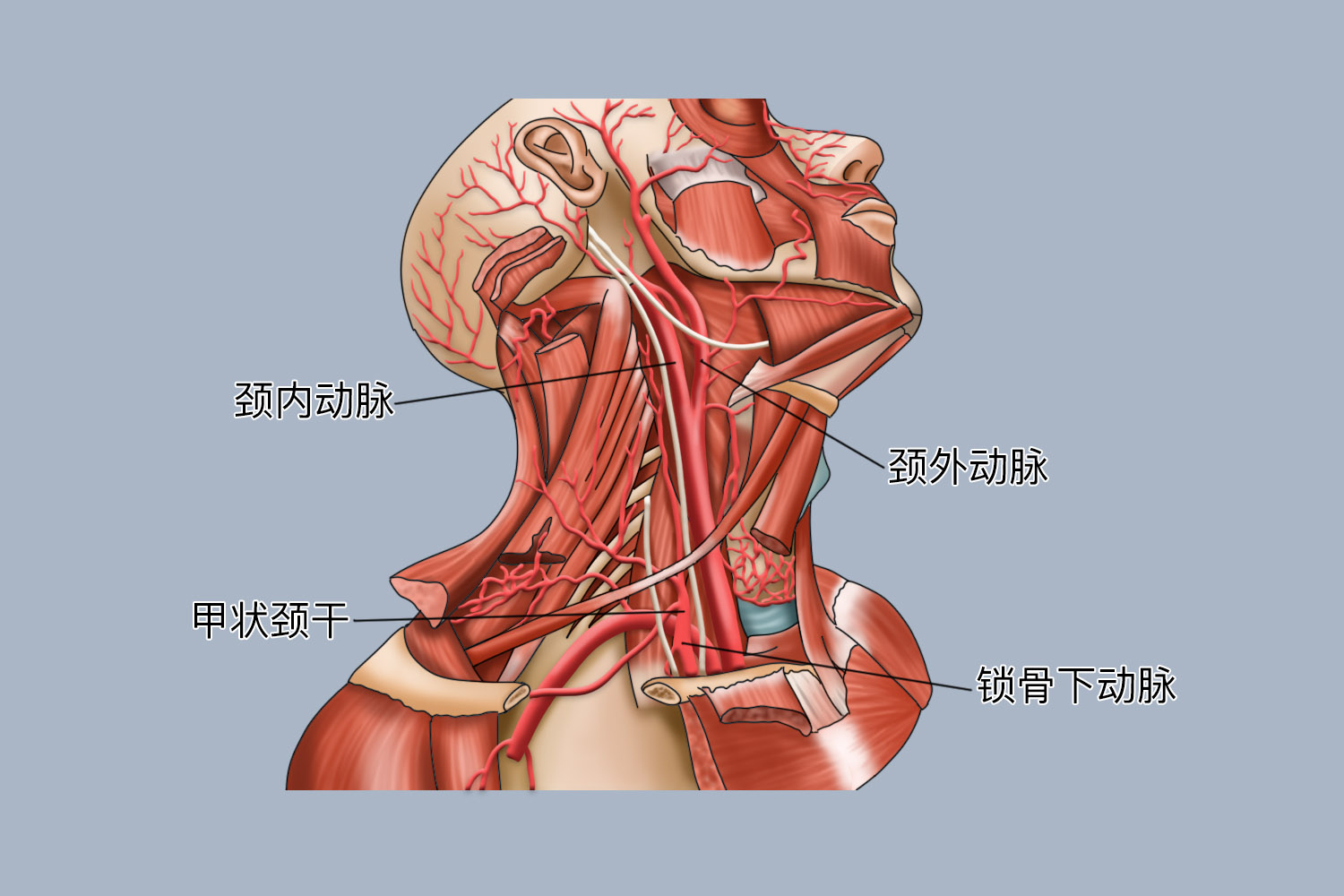 颈部动脉解剖图