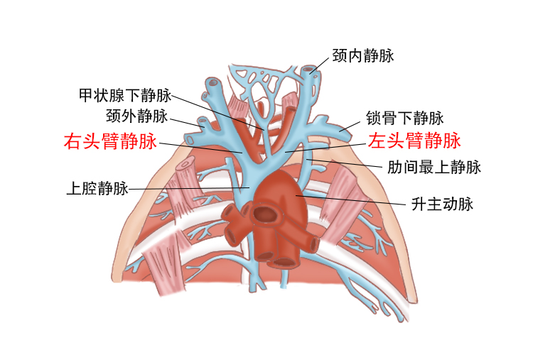 左右无名静脉