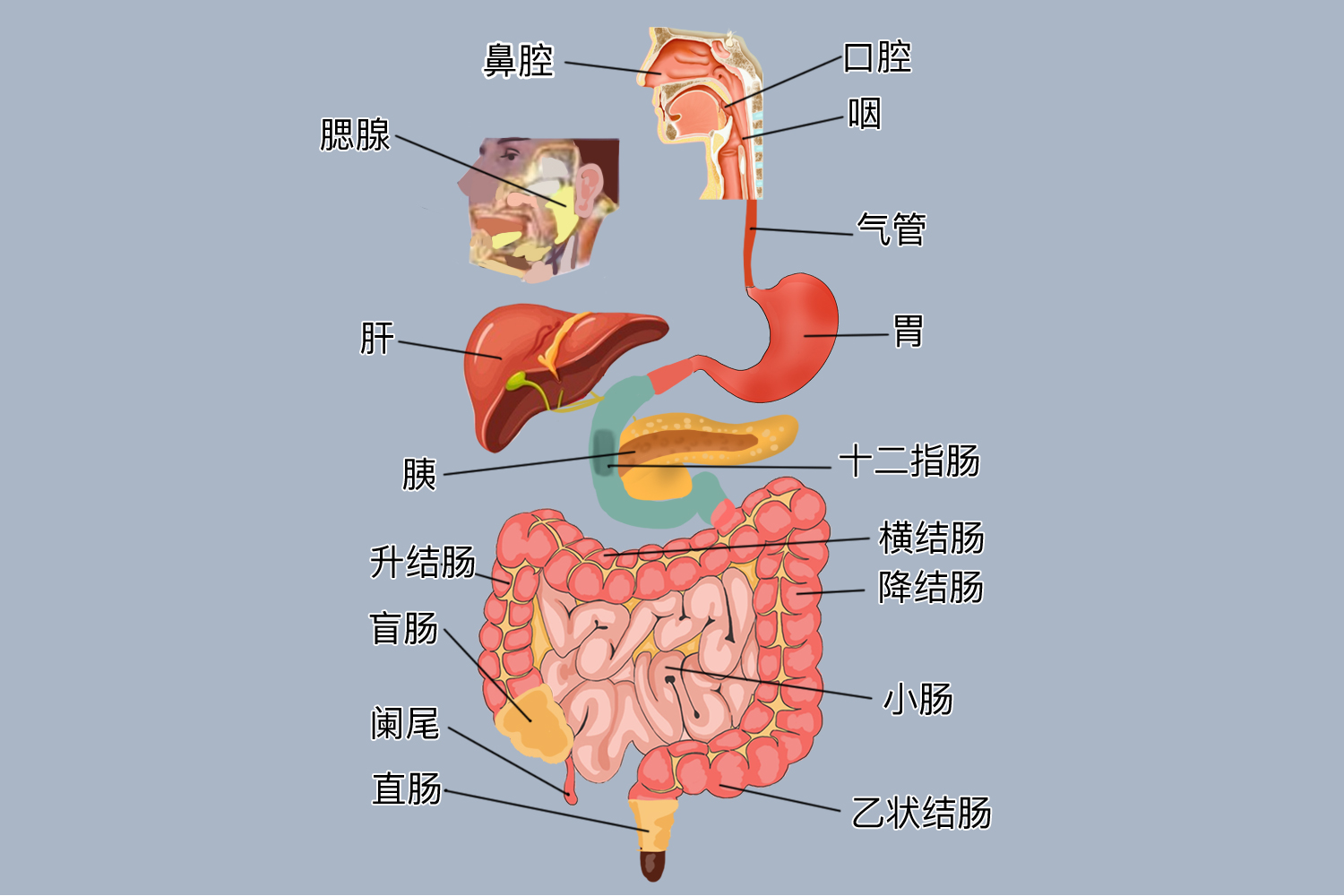 消化系统结构图