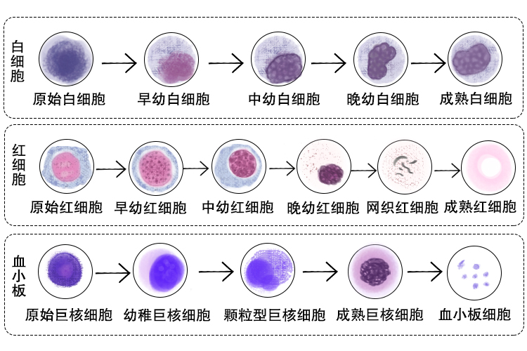 血细胞分化过程图 | 百度健康·医学科普