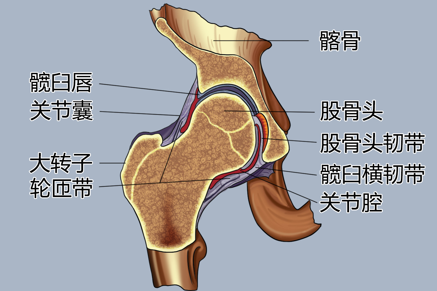 髋关节冠状切面结构图