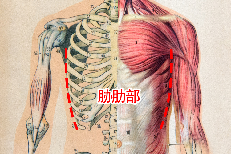 胁痛指那个部位 | 百度健康·医学科普