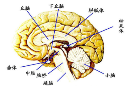 丘脑解剖示意图