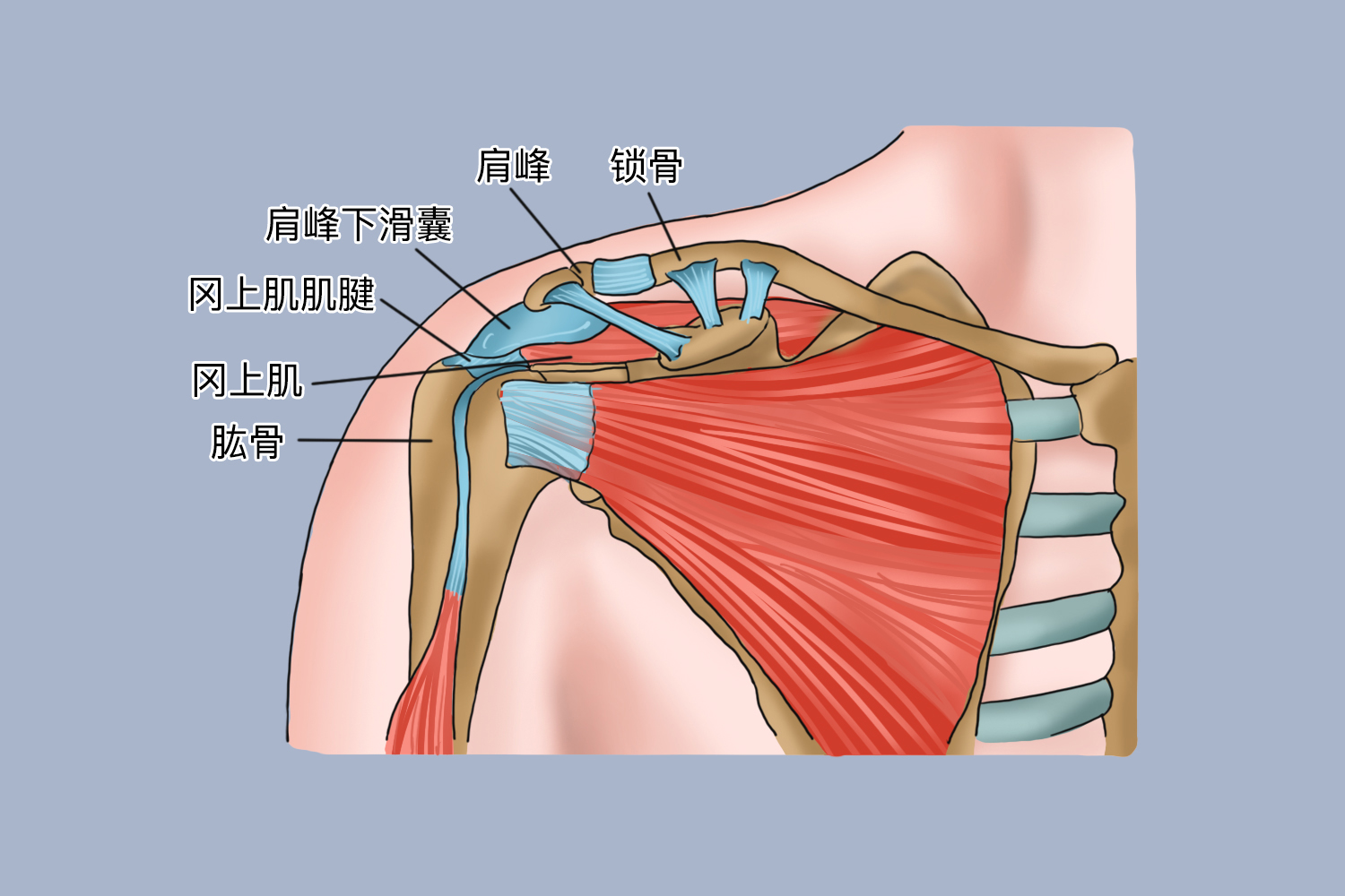 肩峰的位置在哪里 | 百度健康·医学科普