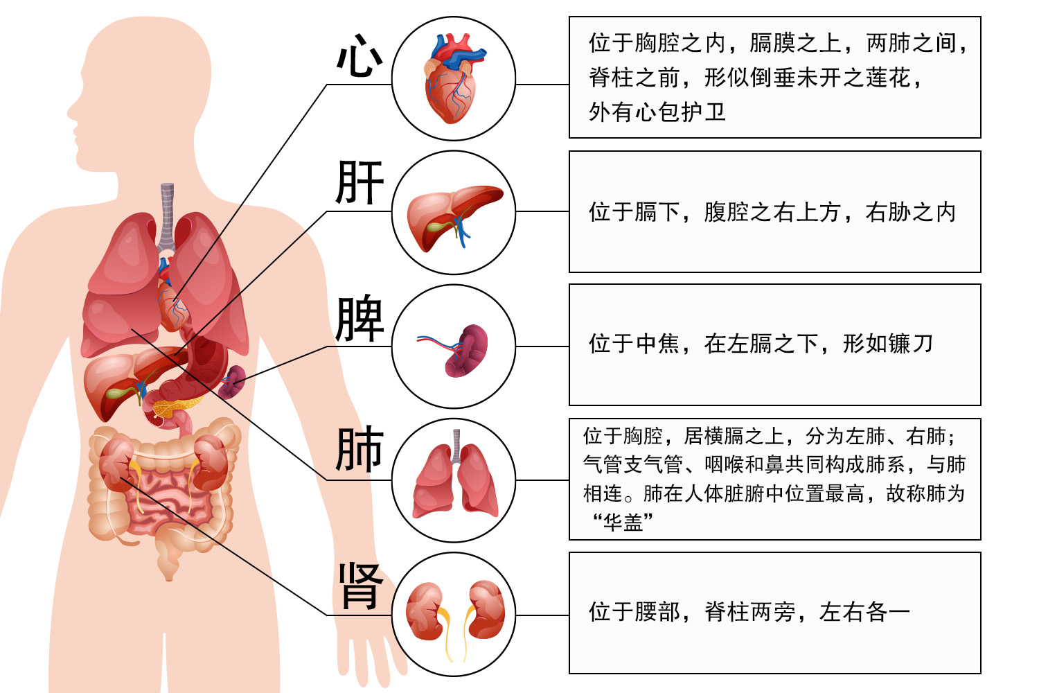 五脏六腑思维导图