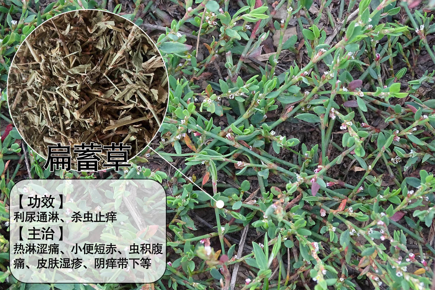 扁蓄中药图片 | 百度健康·医学科普