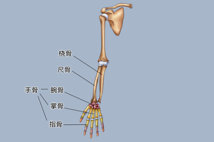手指部位名称图解 | 百度健康·医学科普