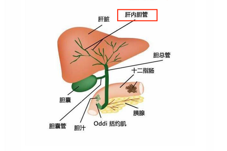 肝内胆管和肝外胆管解剖图 | 百度健康·医学科普