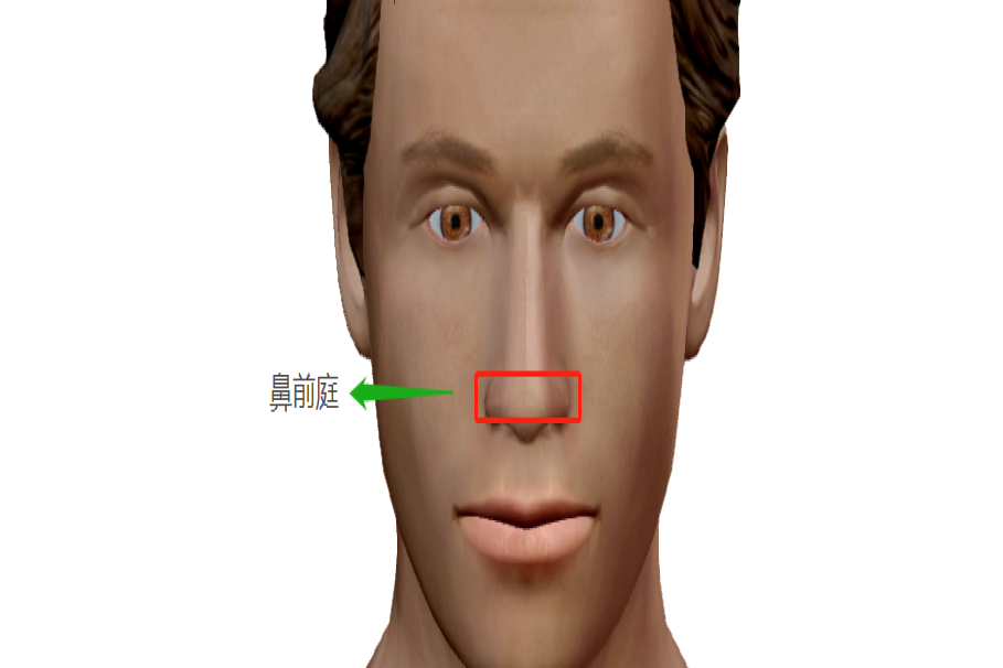 鼻子的内部结构图