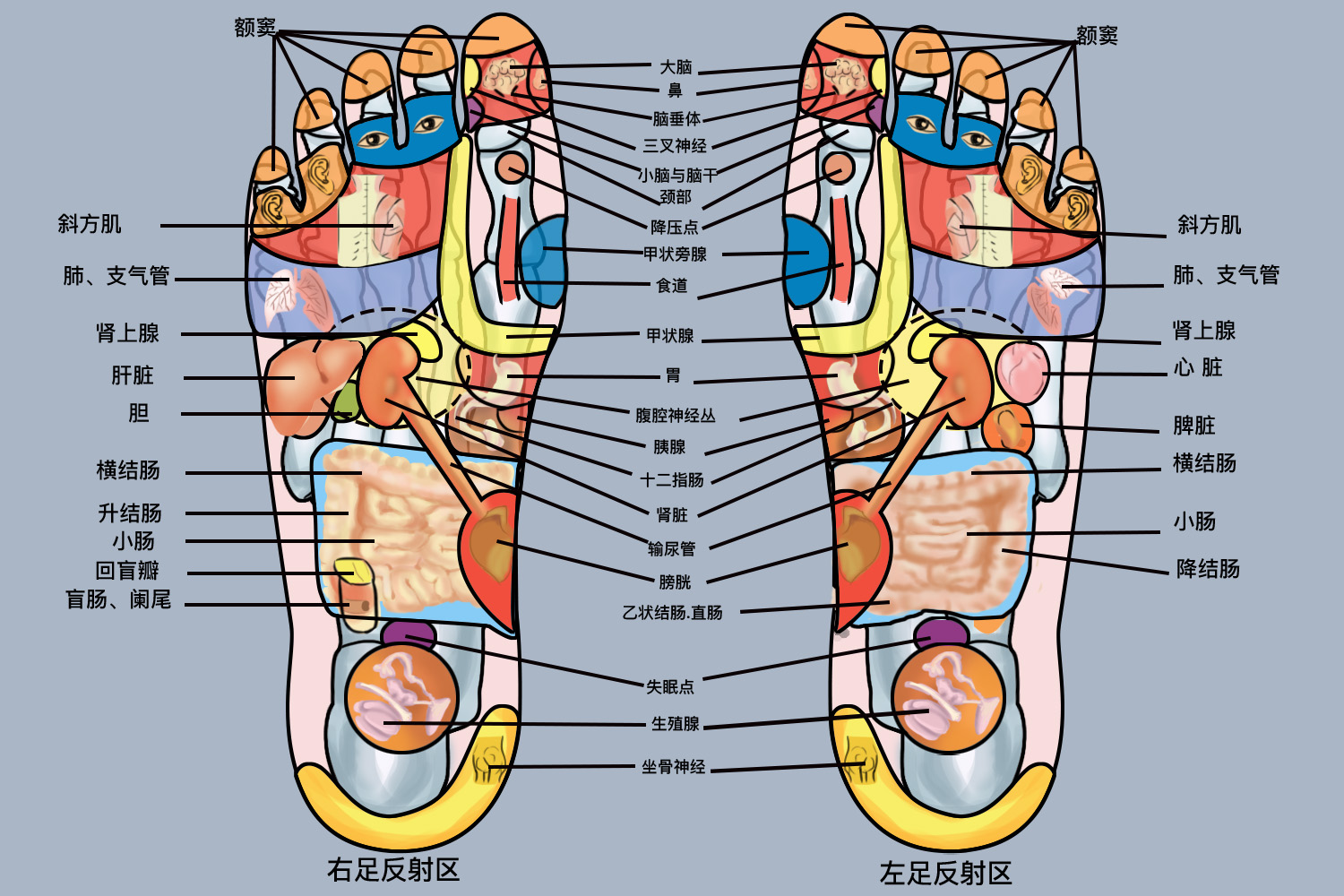 足底反射区分布图