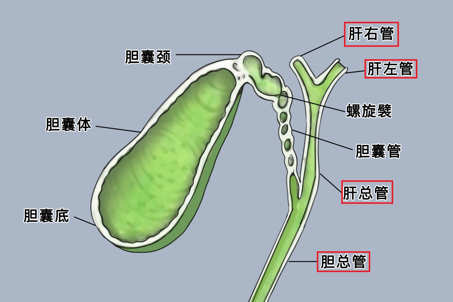 肝内胆管和肝外胆管解剖图 | 百度健康·医学科普