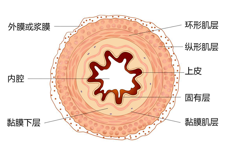 食管解剖结构图