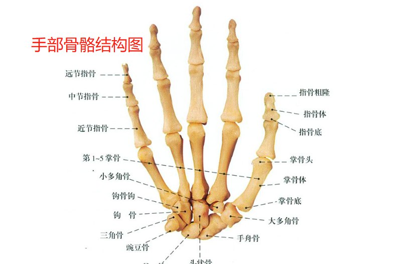 手部骨骼结构图