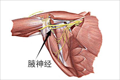 腋神经位置示意图