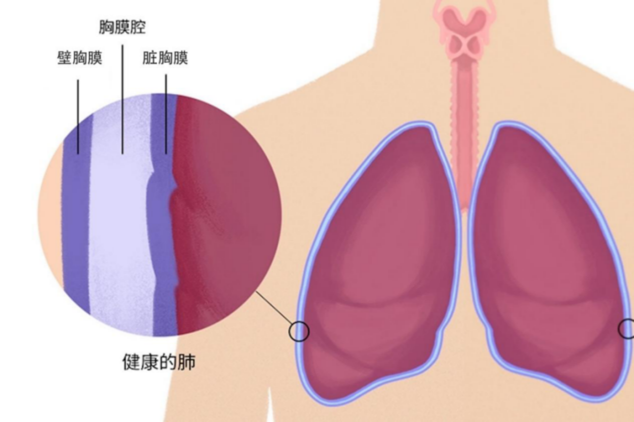 胸长什么样