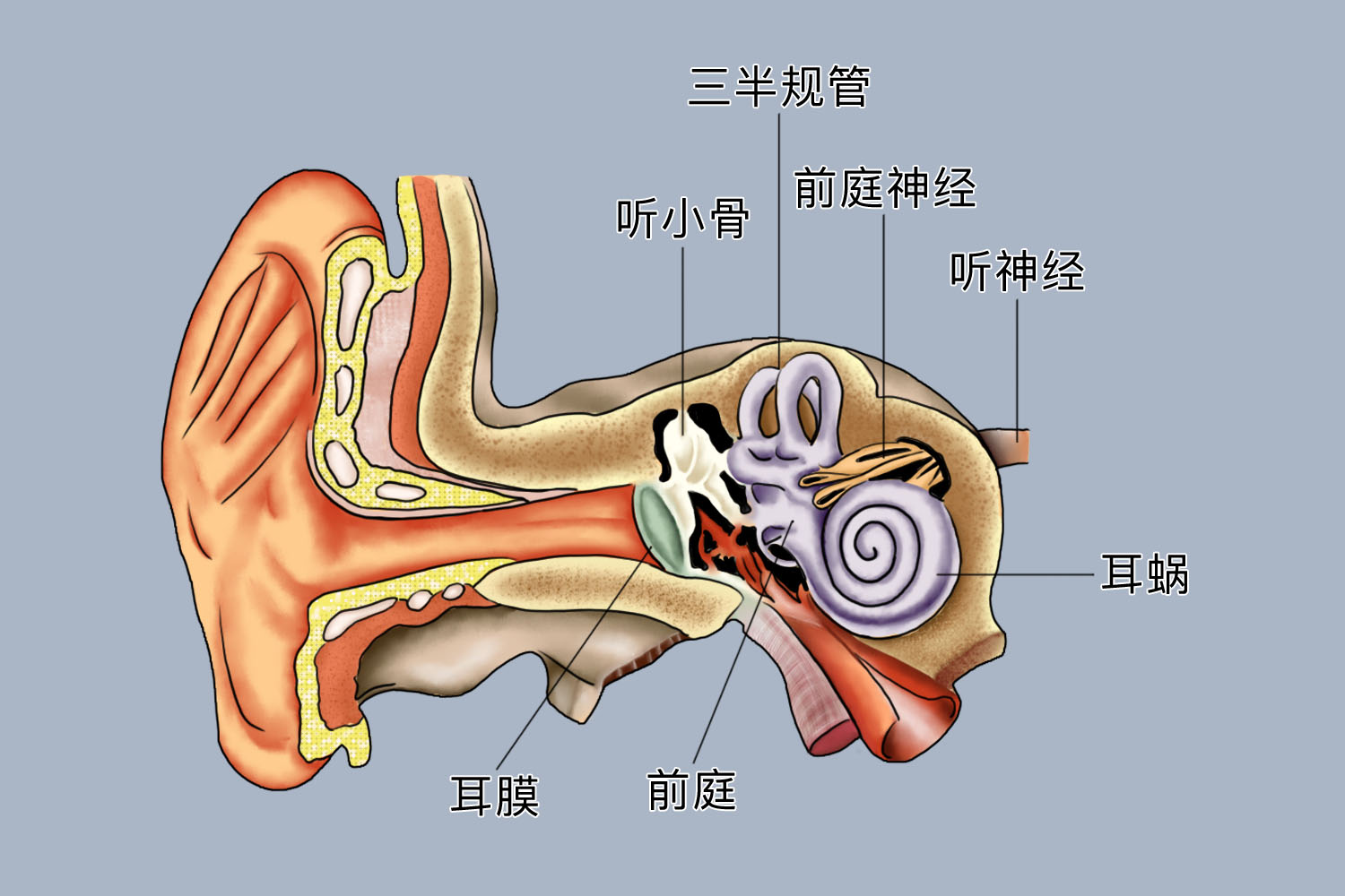 前庭是身体的哪个部位