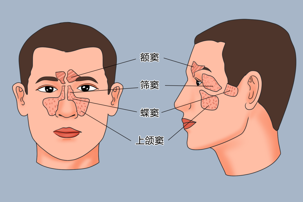 鼻旁窦结构图