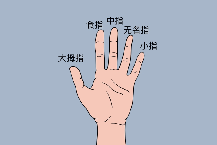 哪个是食指和中指图片