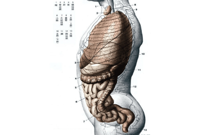 人体侧面解剖图