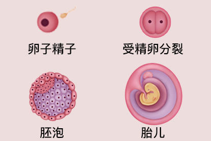 受精卵长什么样图片