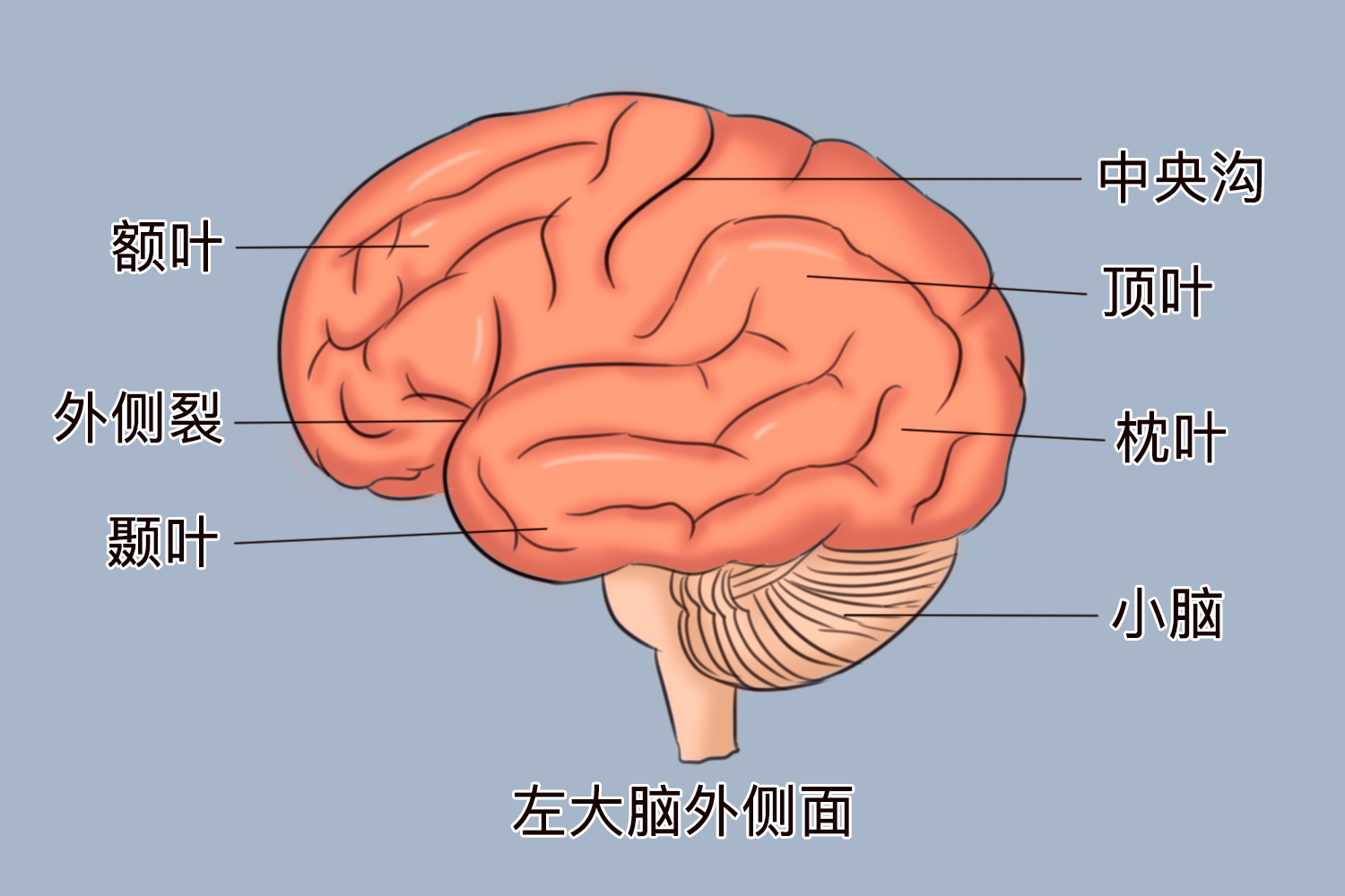 颞叶在大脑的位置图片