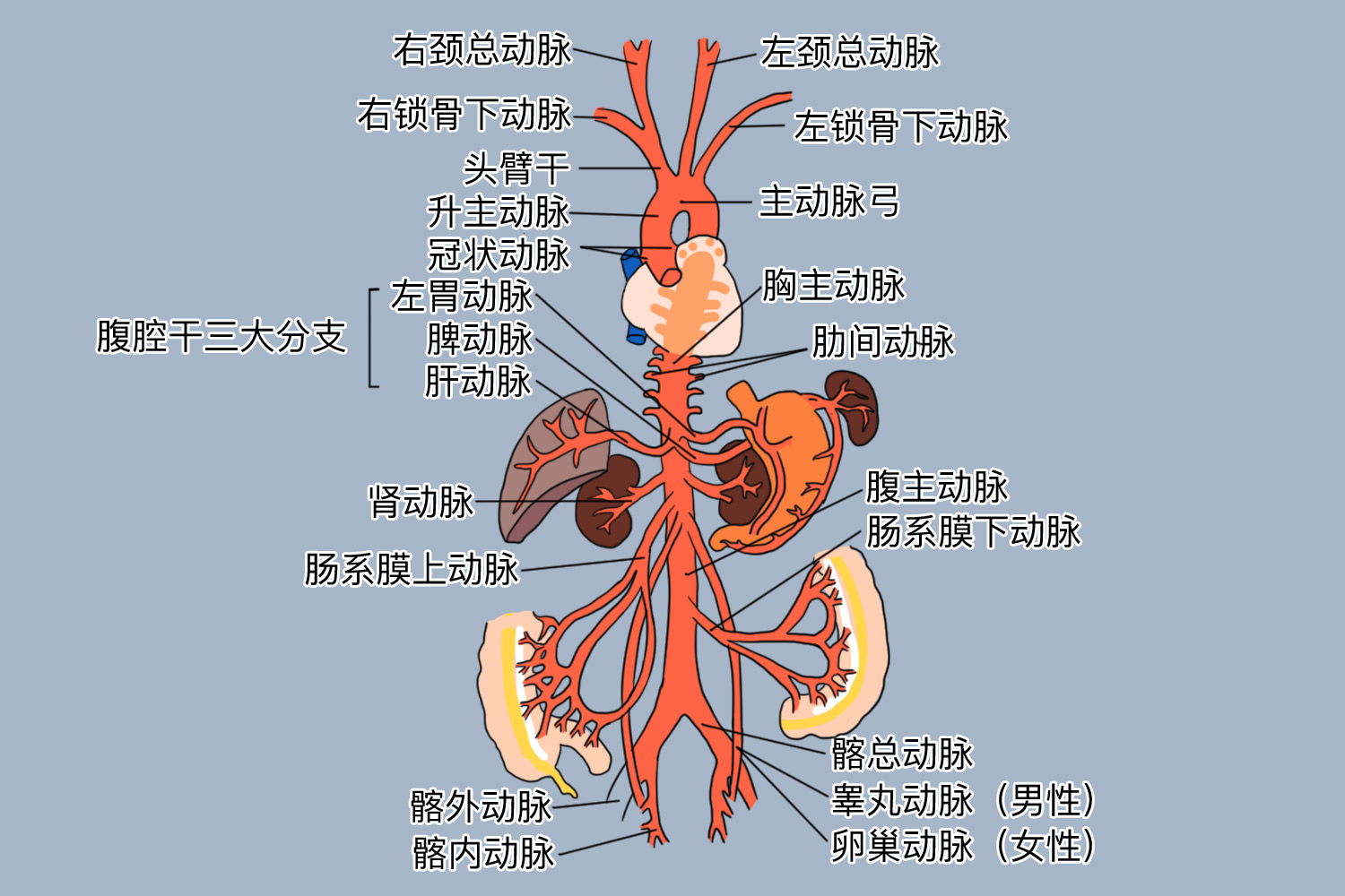 主动脉结构示意图