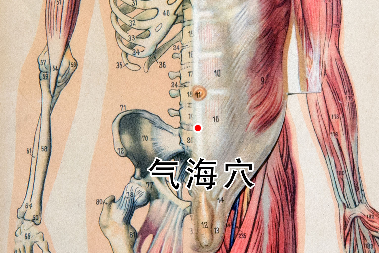 气血海的准确位置图 | 百度健康·医学科普