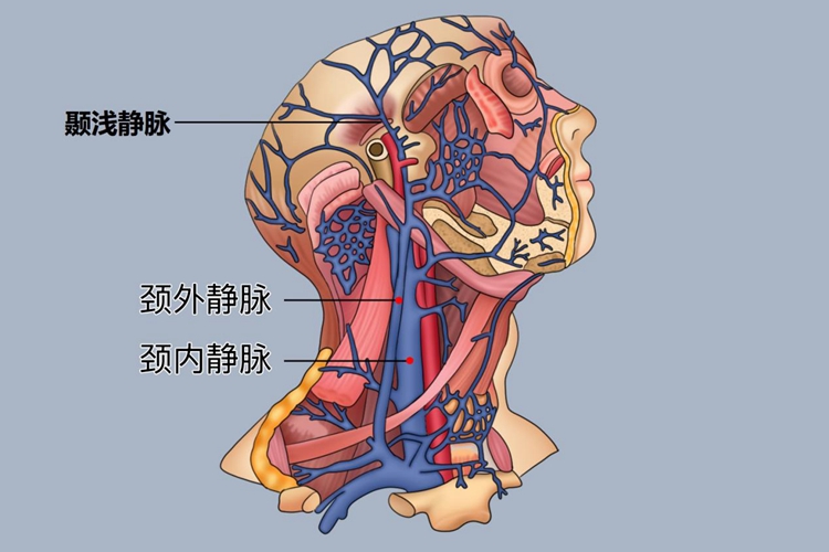 颞浅静脉在哪个位置图片 | 百度健康·医学科普