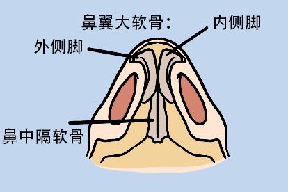 鼻部梨状孔解剖图