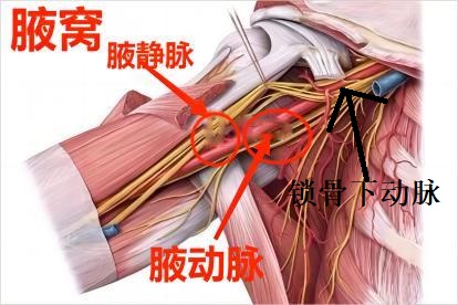 腋下血管解剖图 | 百度健康·医学科普