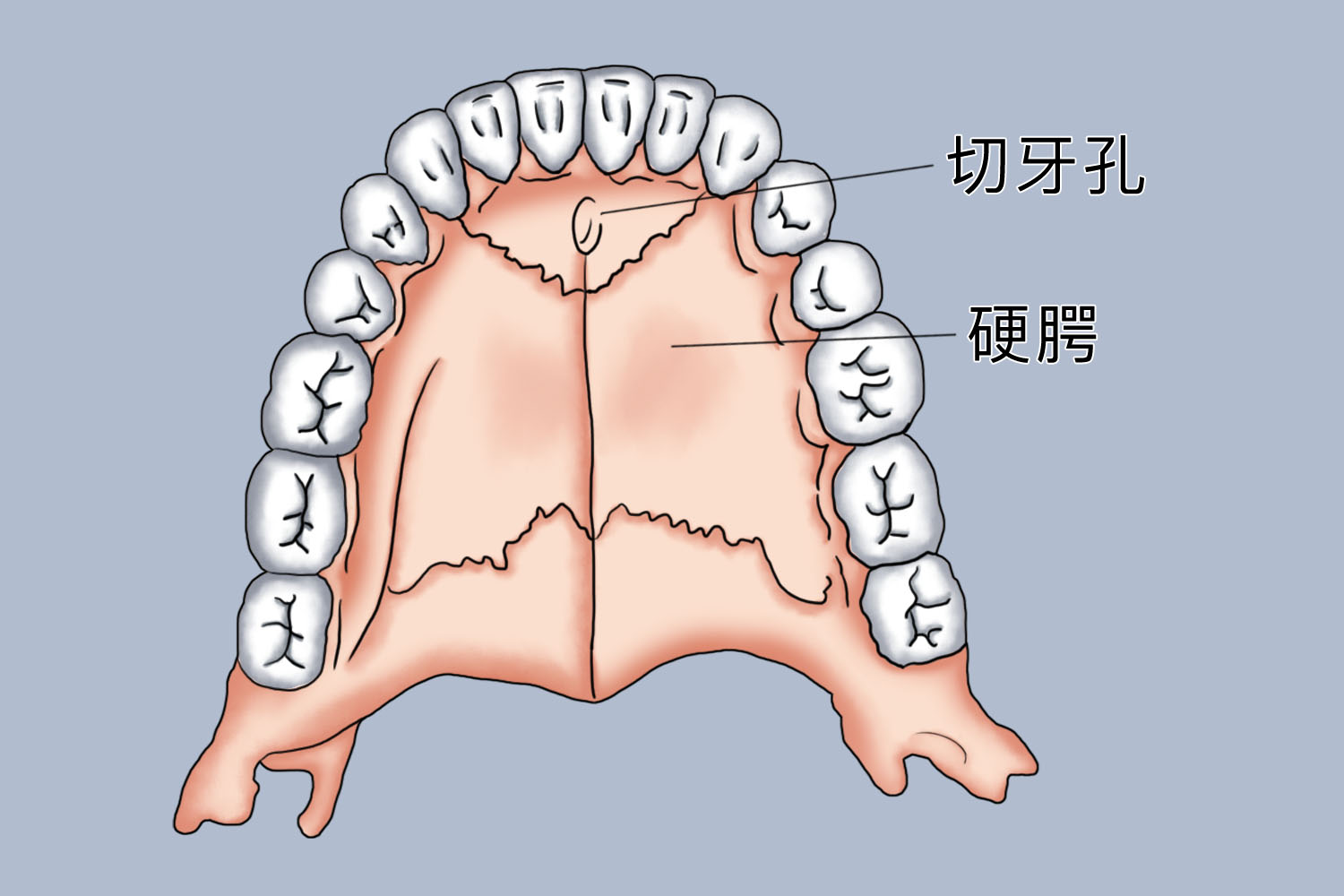切牙孔位置图