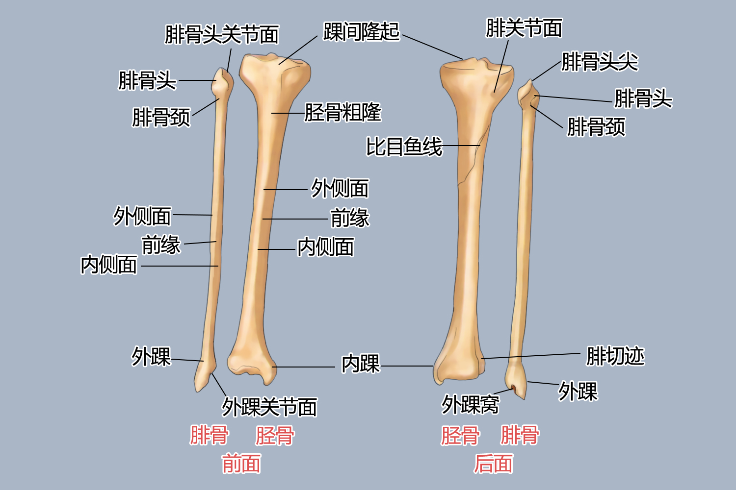 胫骨和腓骨解剖图