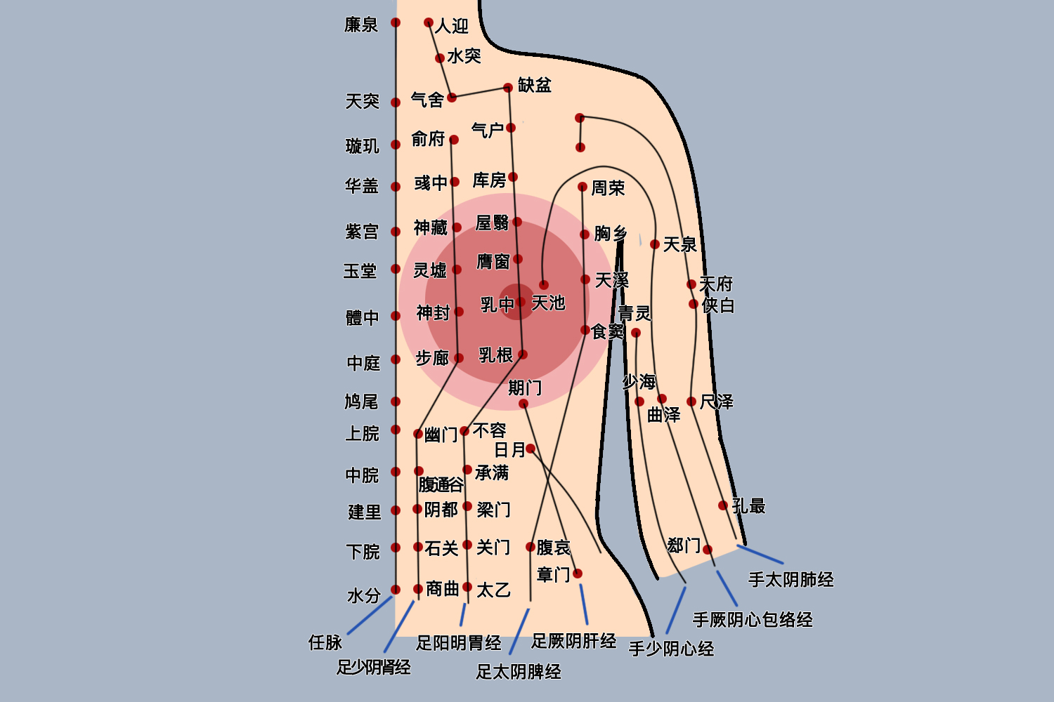 胸部9条经络图的位置在哪 百度健康·医学科普 