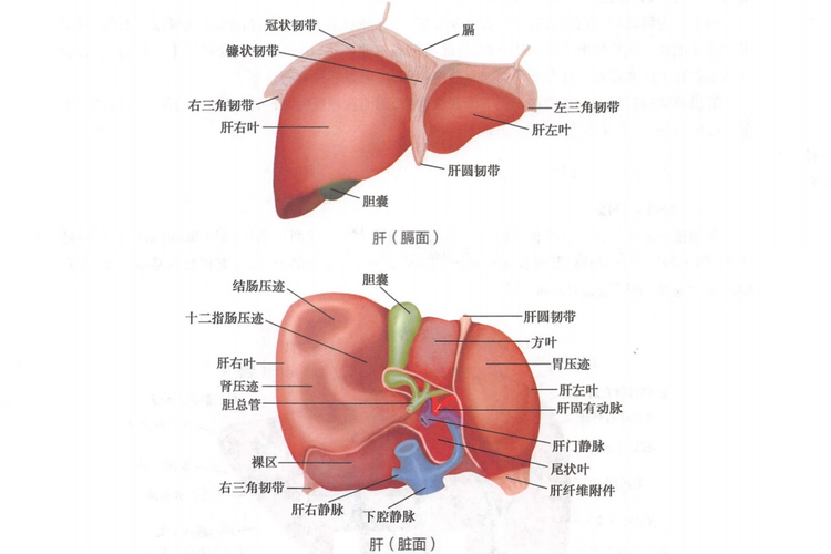 肝胆结构图