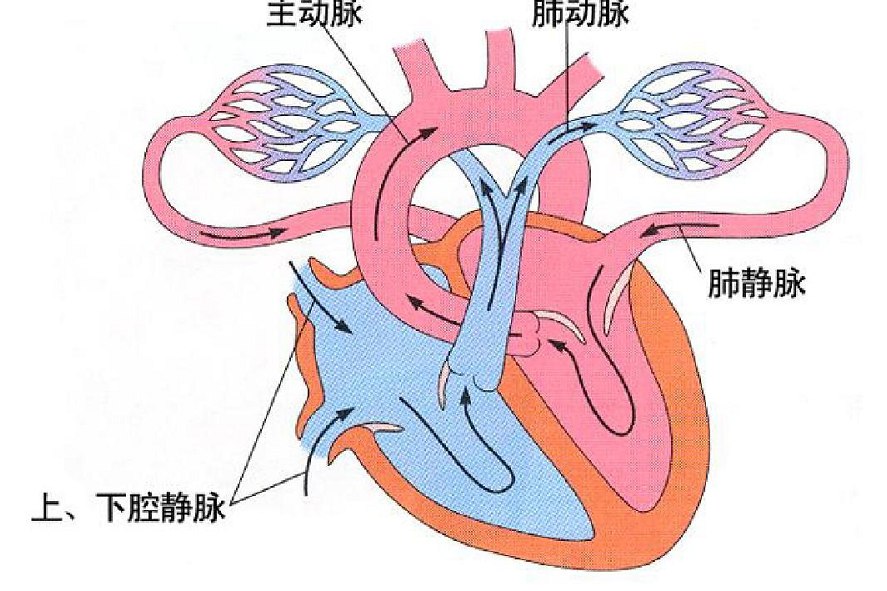 心脏血液循环示意图